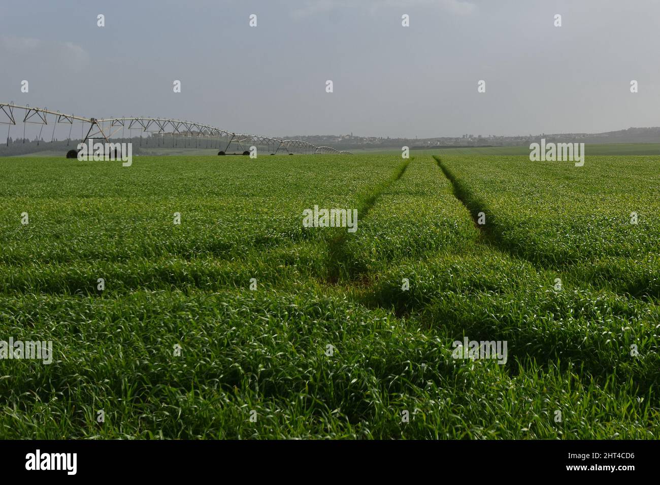 Large automated irrigation machine working process in the green field