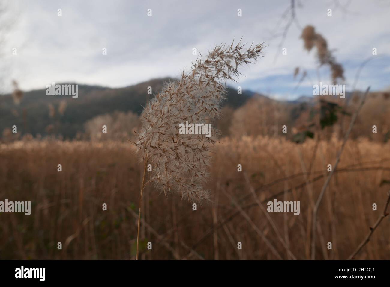 Closeup shot reeds plants hi-res stock photography and images - Alamy