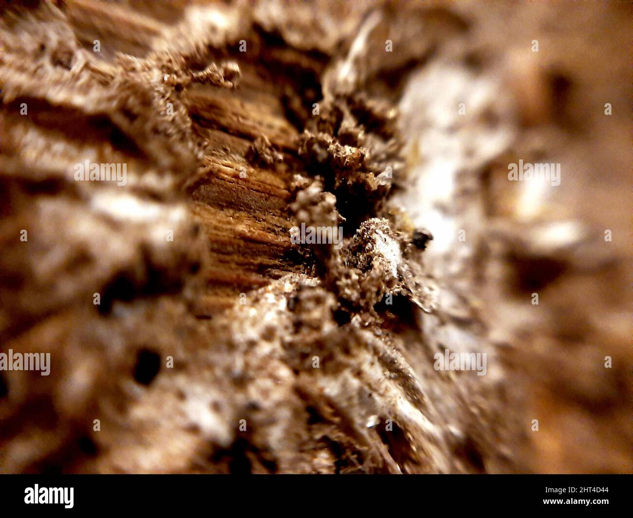 A closeup of dried wood structure Stock Photo