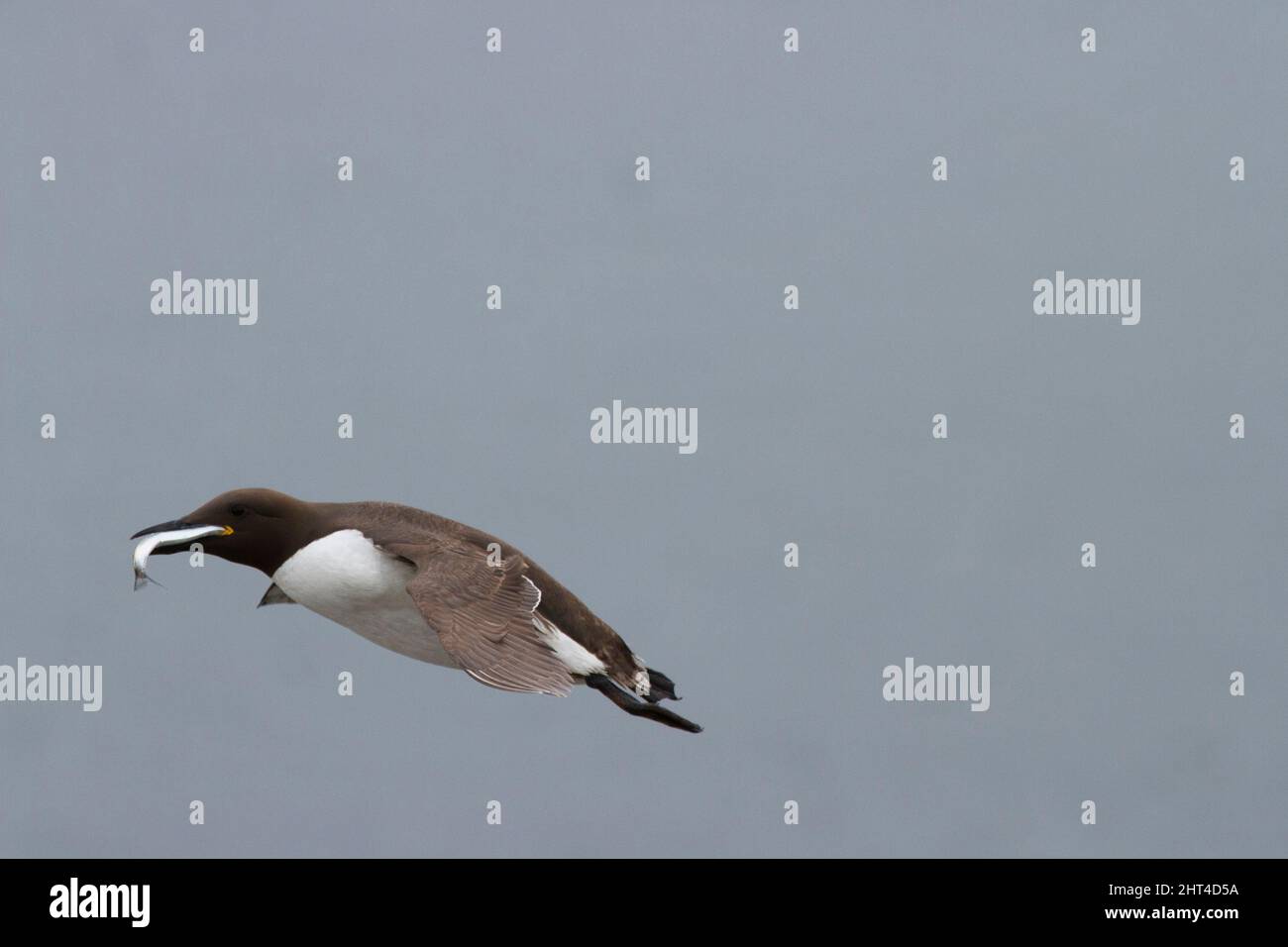 Common murre or Guillemot (Uria aalge), in flight with fish in bill. Farne Islands off Northumberland, England Stock Photo
