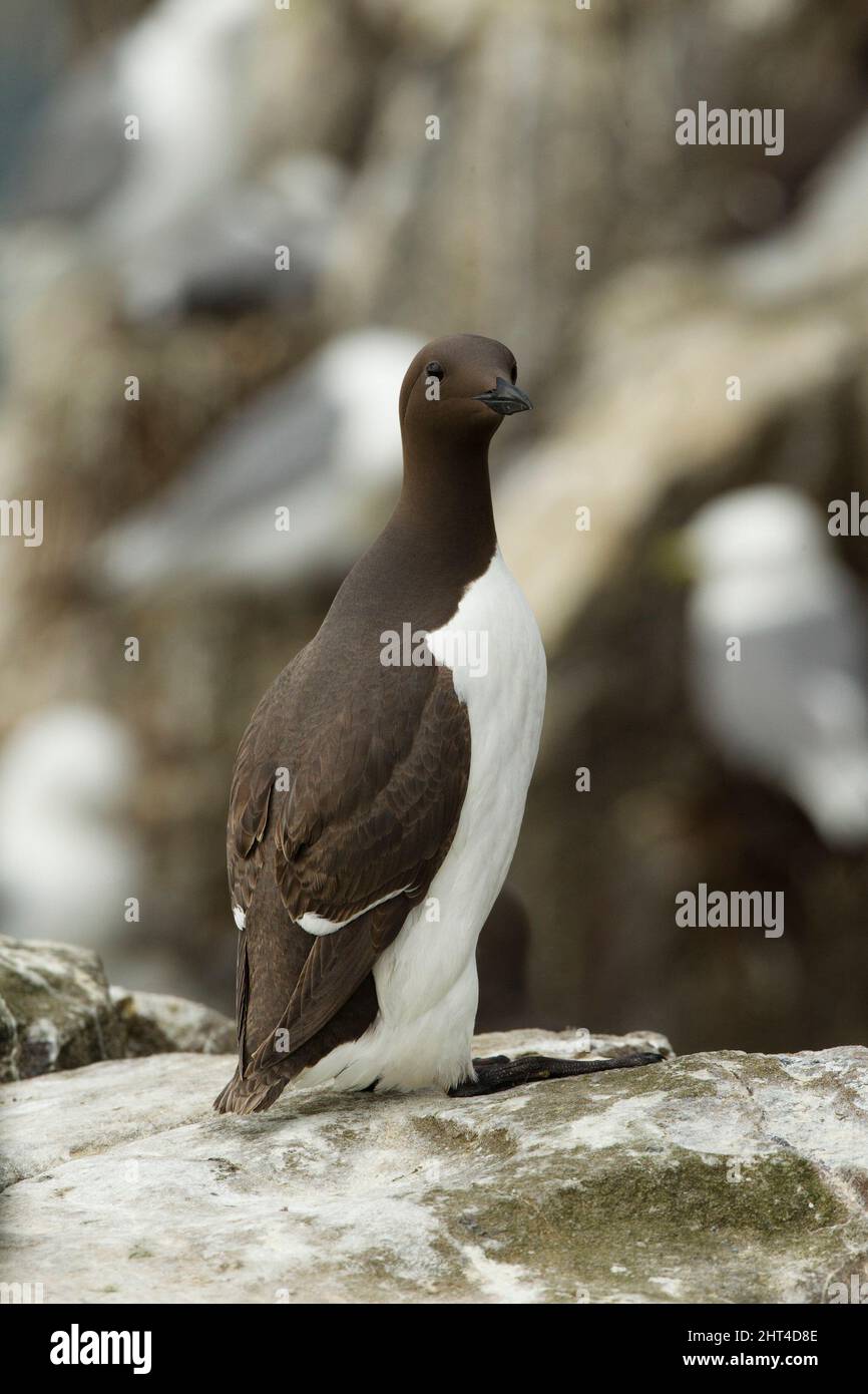 Common murre or Guillemot (Uria aalge), on a boulder. Farne Islands off Northumberland, England Stock Photo