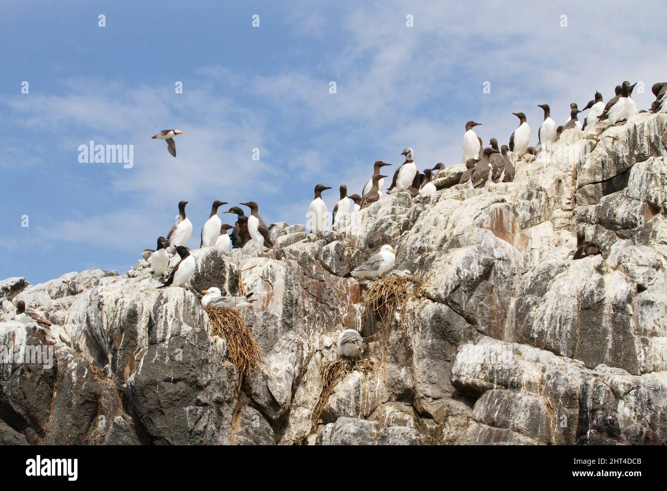 Common murres or Guillemots (Uria aalge), colony. Farne Islands off Northumberland, England Stock Photo