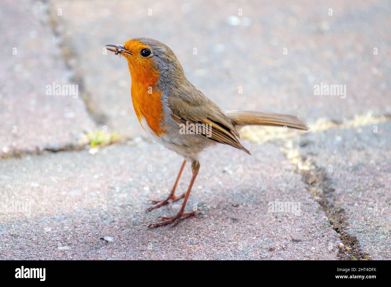 Robin eating insect hi-res stock photography and images - Alamy