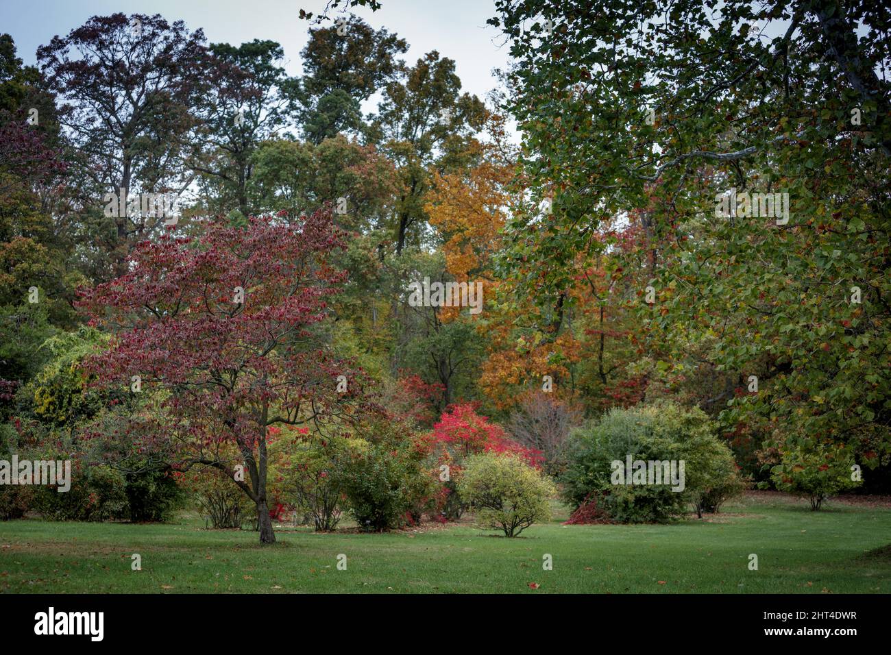Colorful trees in a park in autumn Stock Photo - Alamy