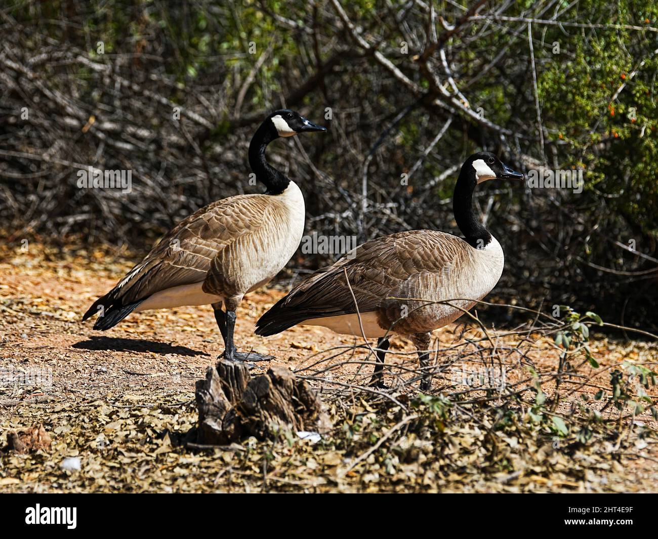 Canadian Geese sit shoreline and watch all the passing activity Stock