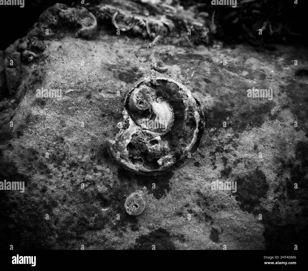 Grayscale of a seashell on the ground Stock Photo - Alamy