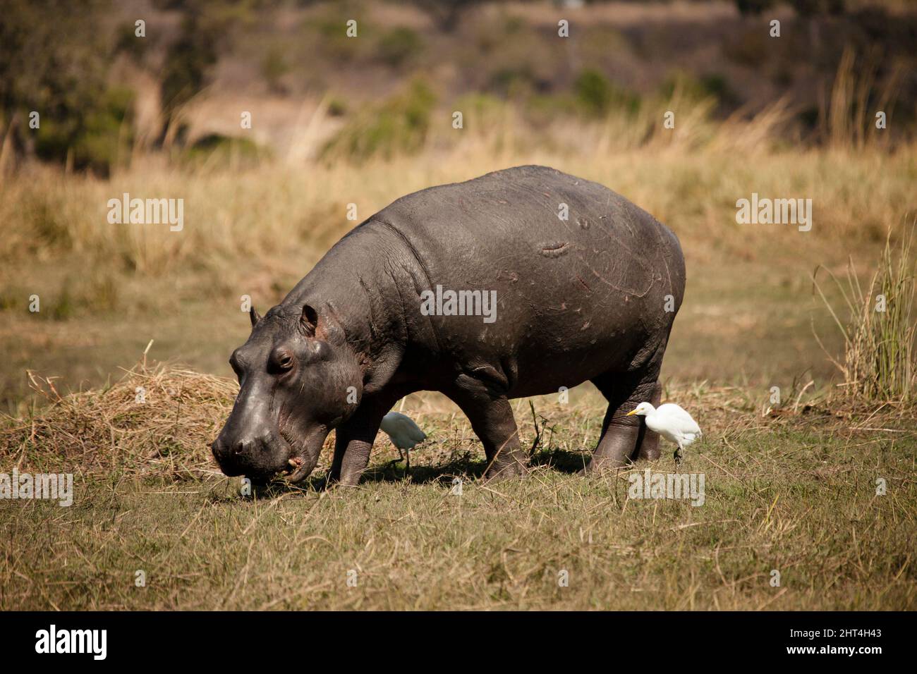 Hippopotamus (Hippopotamus amphibius), grazing. Chobe National Park, Botswana Stock Photo