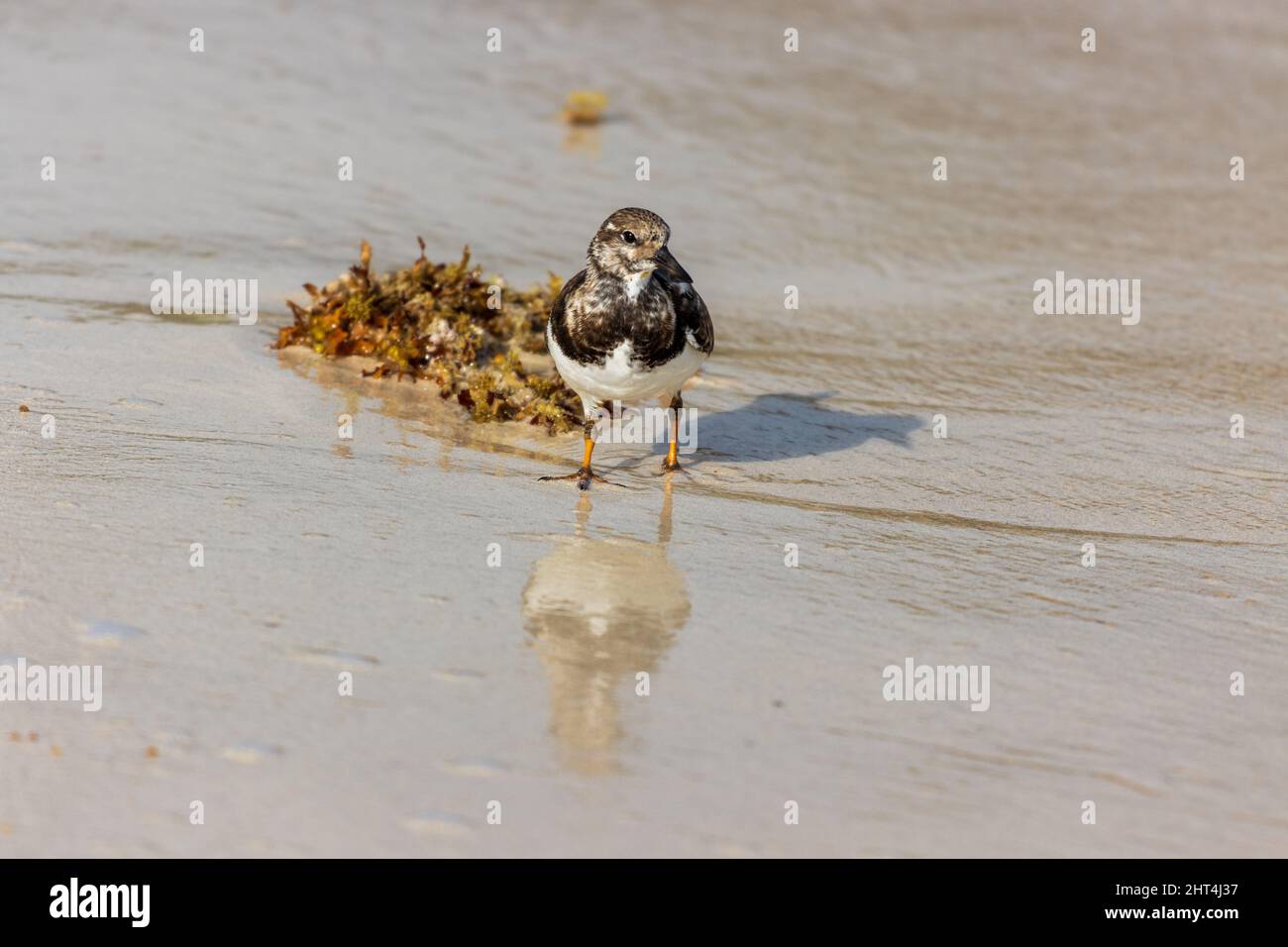 Common turnstone hi-res stock photography and images - Alamy