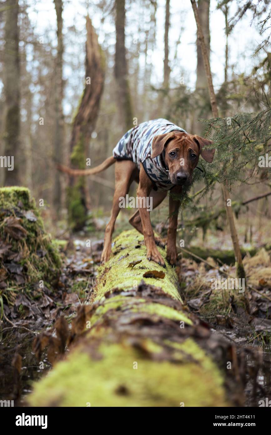 Vertical shot of Rhodesian ridgeback wearing clothes walking in the forest  Stock Photo - Alamy