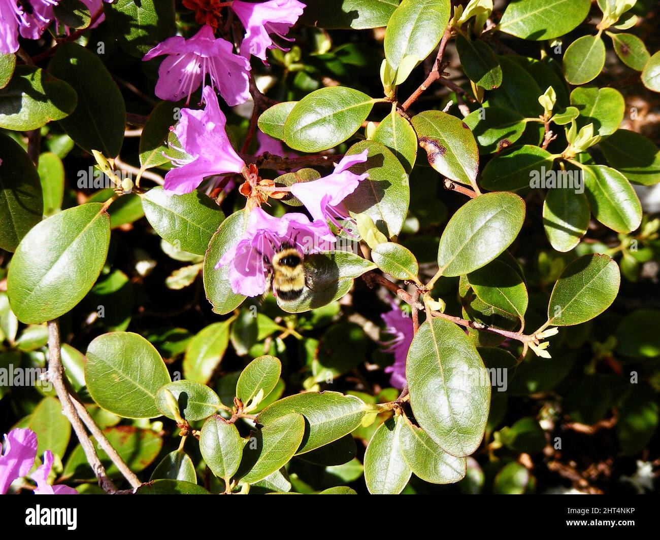 Bee landing on a purple flower hi-res stock photography and images - Alamy