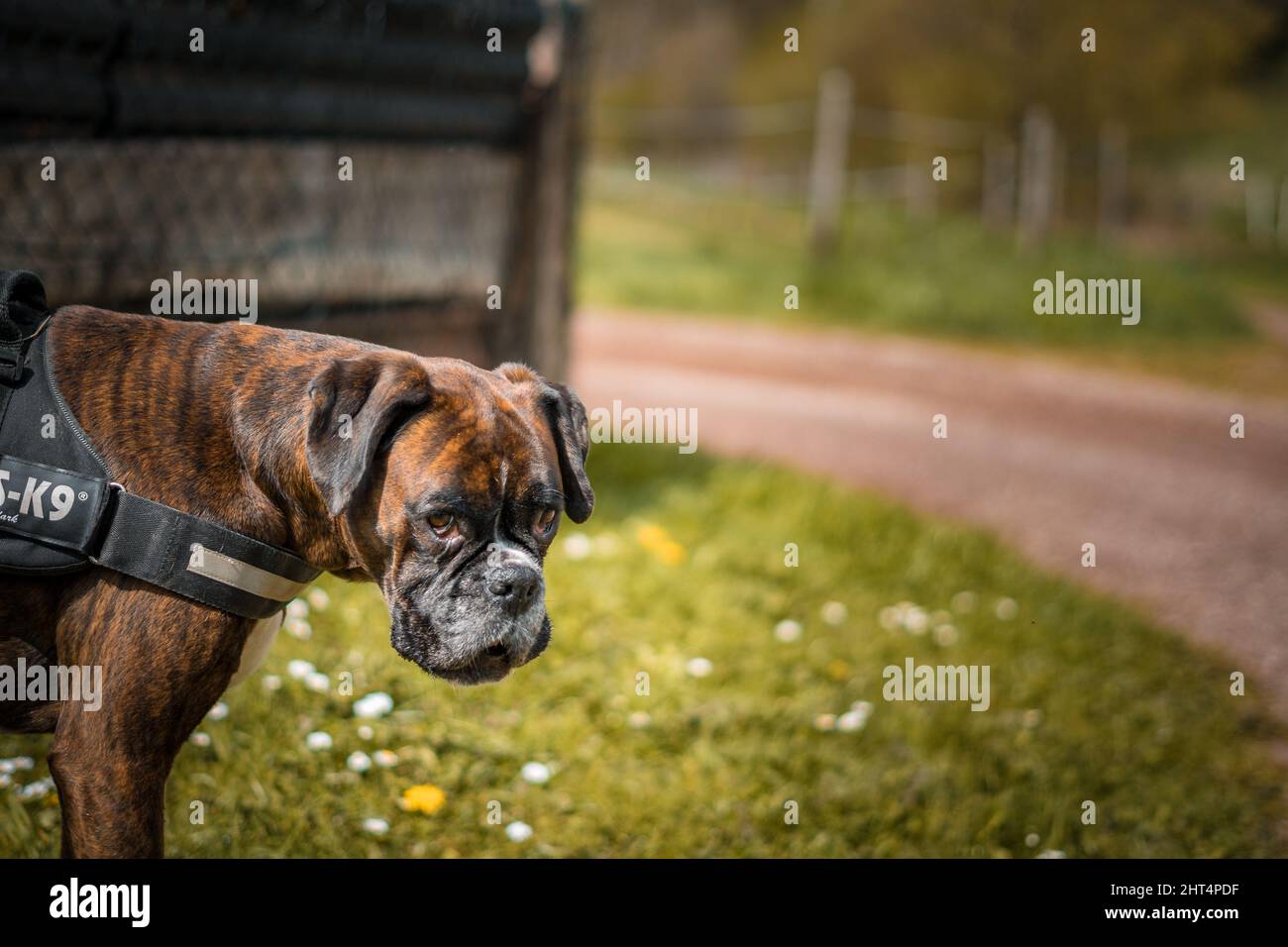A closeup of a cute purebred dog Stock Photo Alamy