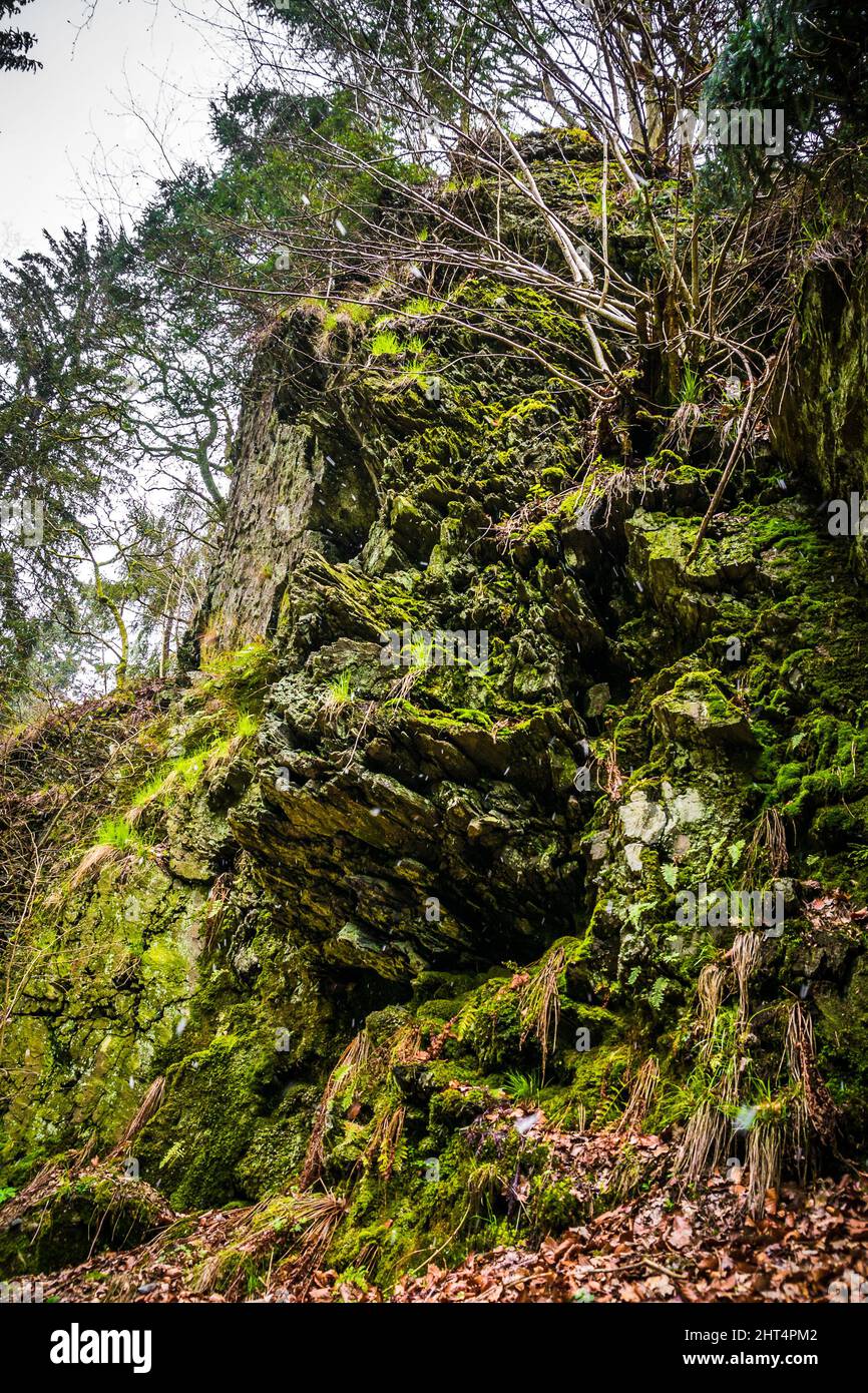 Vertical shot of chamaecyparis formosensis Stock Photo