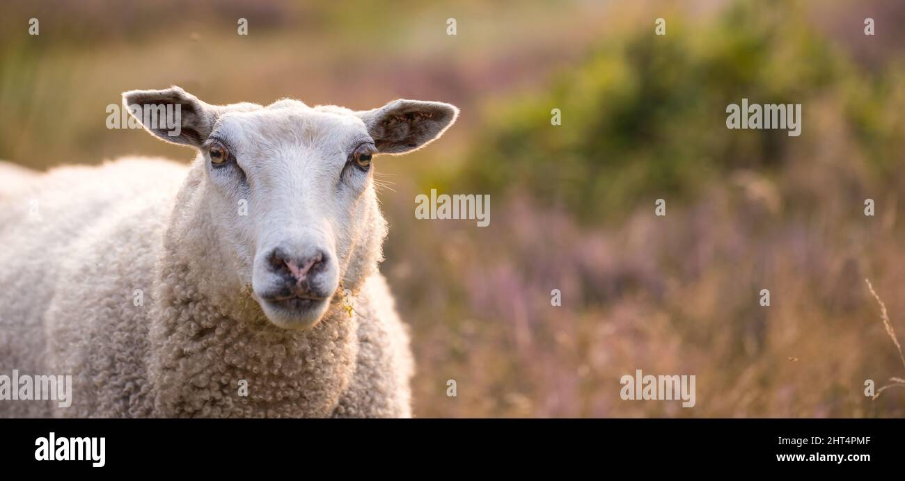 I am a sheep - what are you. Sheep in sunset at heather in Rebild National Park, Denmark. Stock Photo