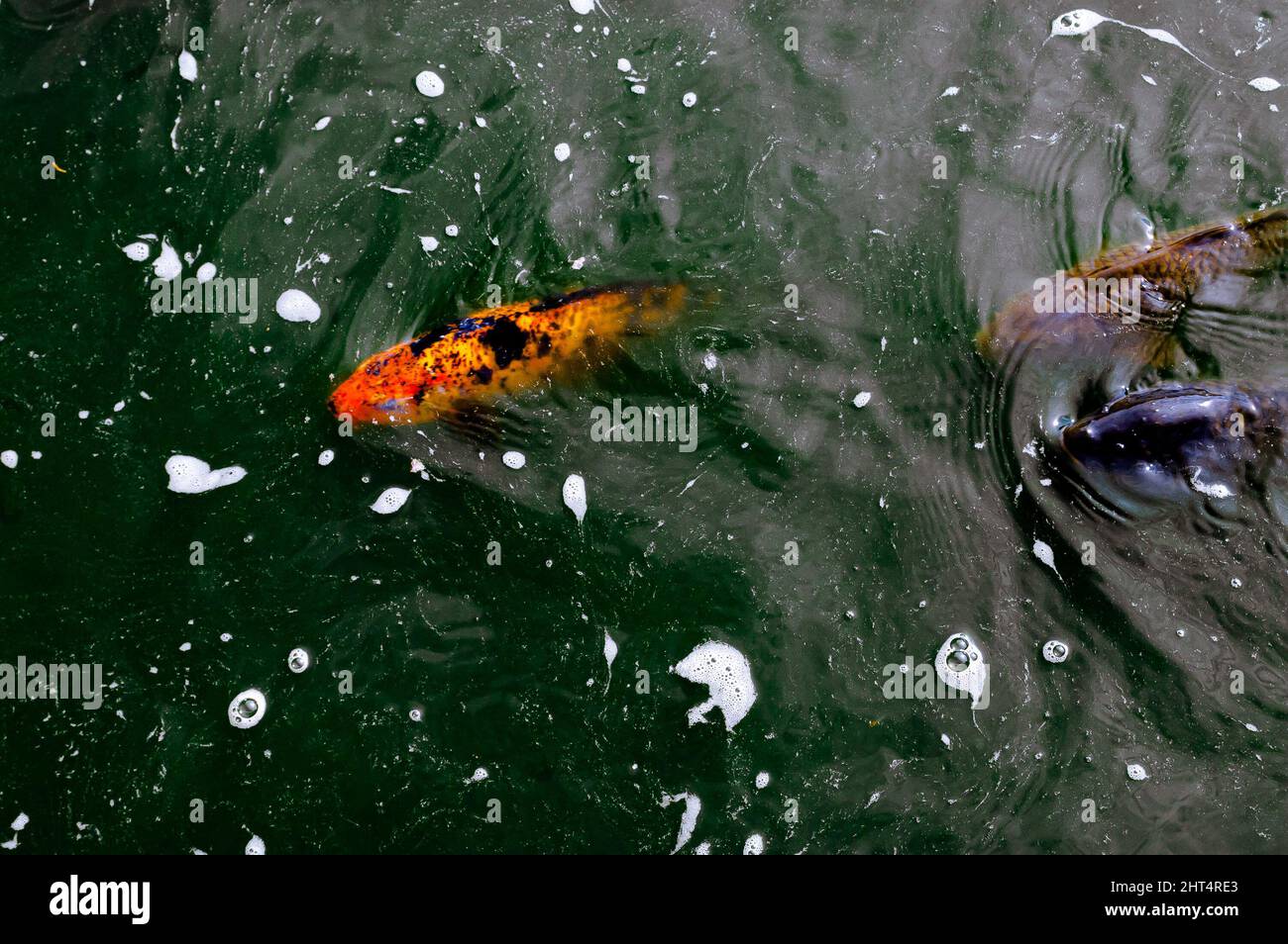 Fish swimming in a lake at a garden in Okinawa, Japan Stock Photo Alamy