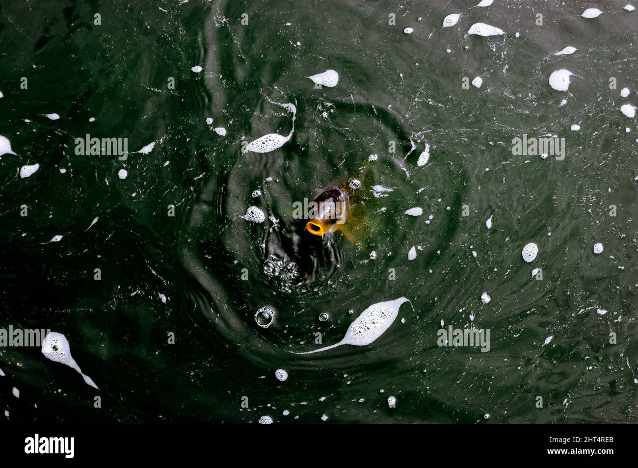 Fish swimming in a lake at a garden in Okinawa, Japan Stock Photo Alamy