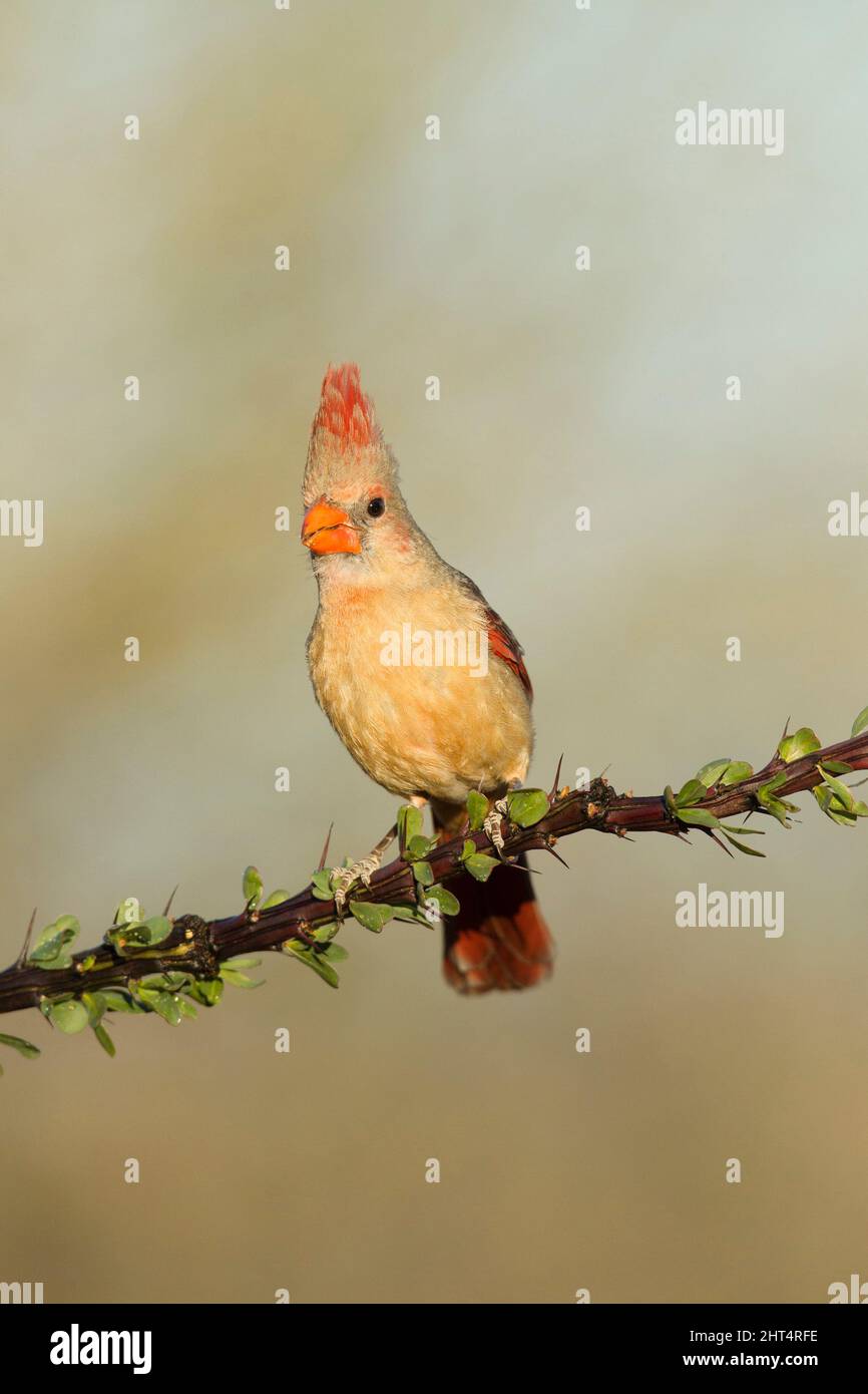 Northern cardinal (Cardinalis cardinalis), adult female on a branch ...