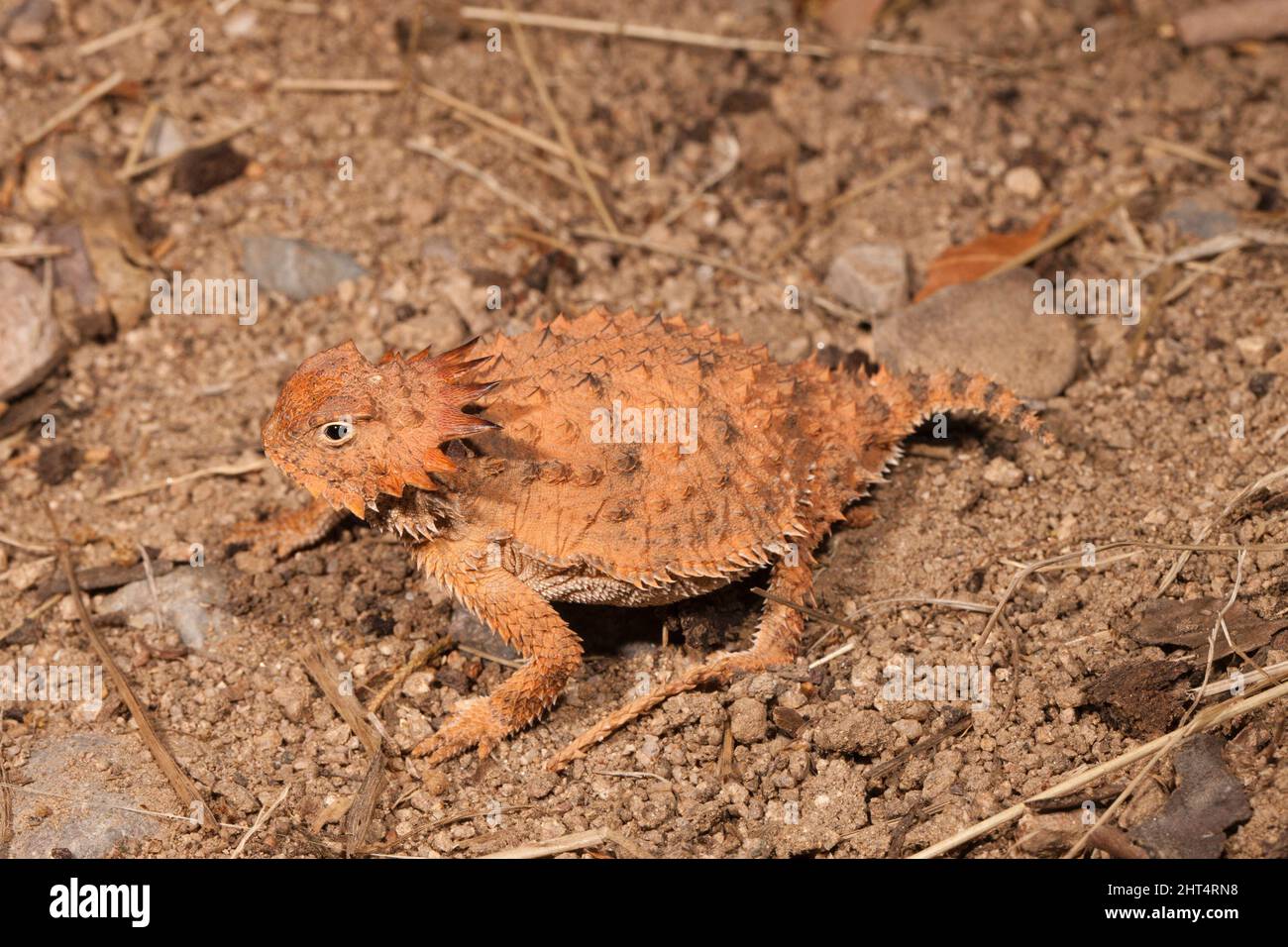 Regal horned lizard (Phrynosoma solare), in defensive posture. It can squirt blood, possibly foul-tasting, from its eyes if threatened. Another defens Stock Photo