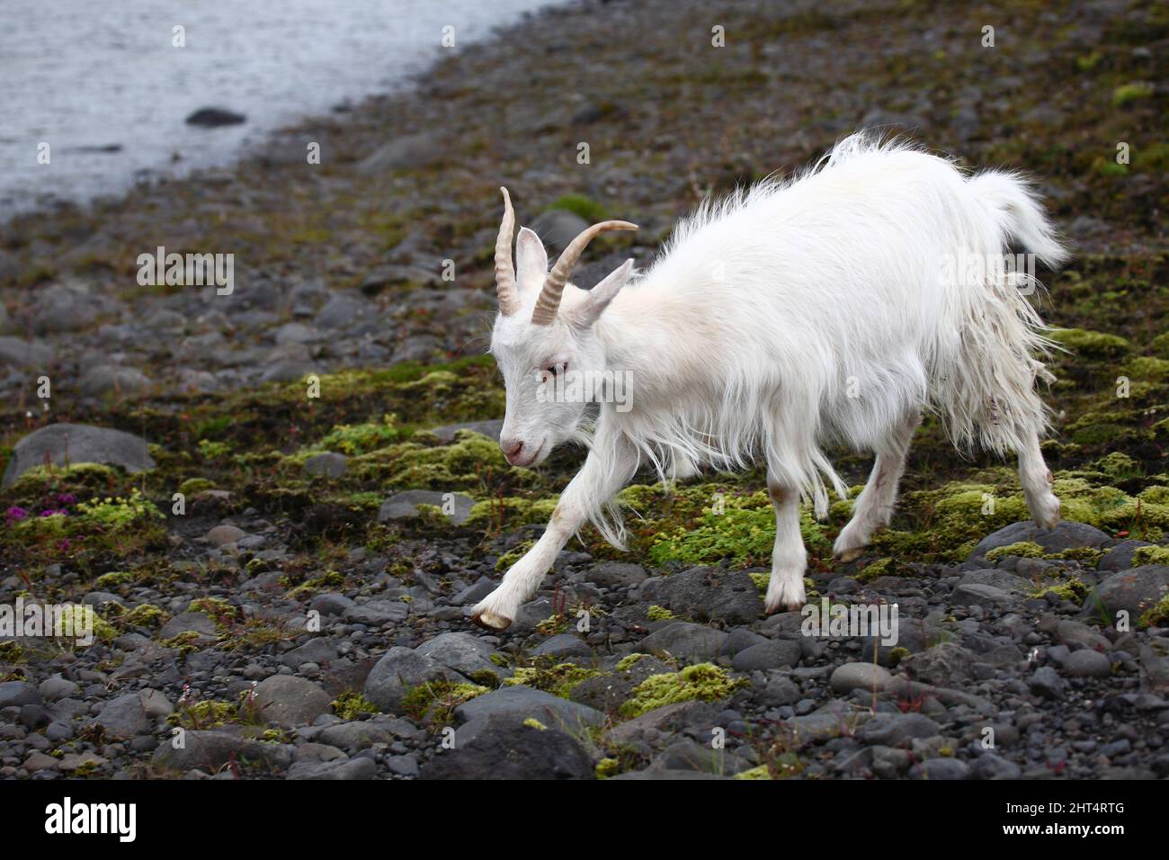 Islandziege / Icelandic goat / Capra hircus Stock Photo