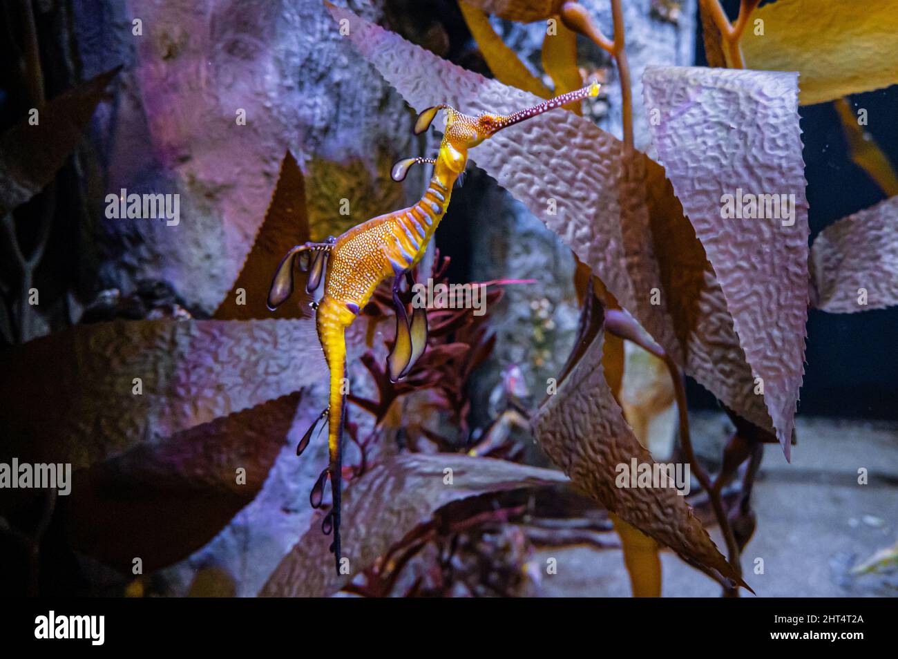 Beautiful seadragon swimming in an aquarium in Waikiki, Oahu, Hawaii