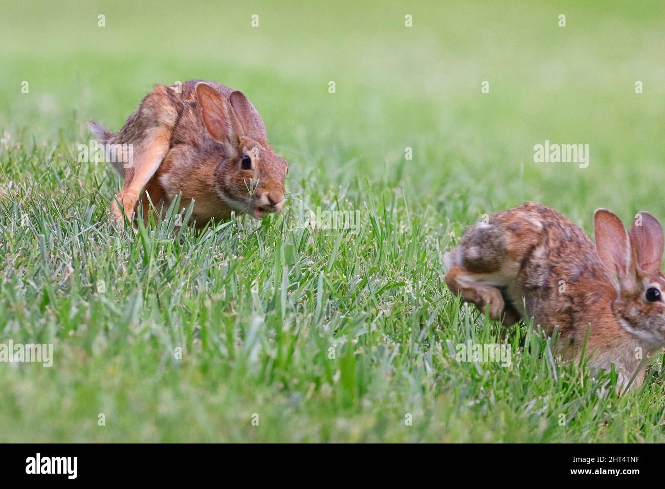 Natural view of rabbits hopping on the green grass Stock Photo Alamy
