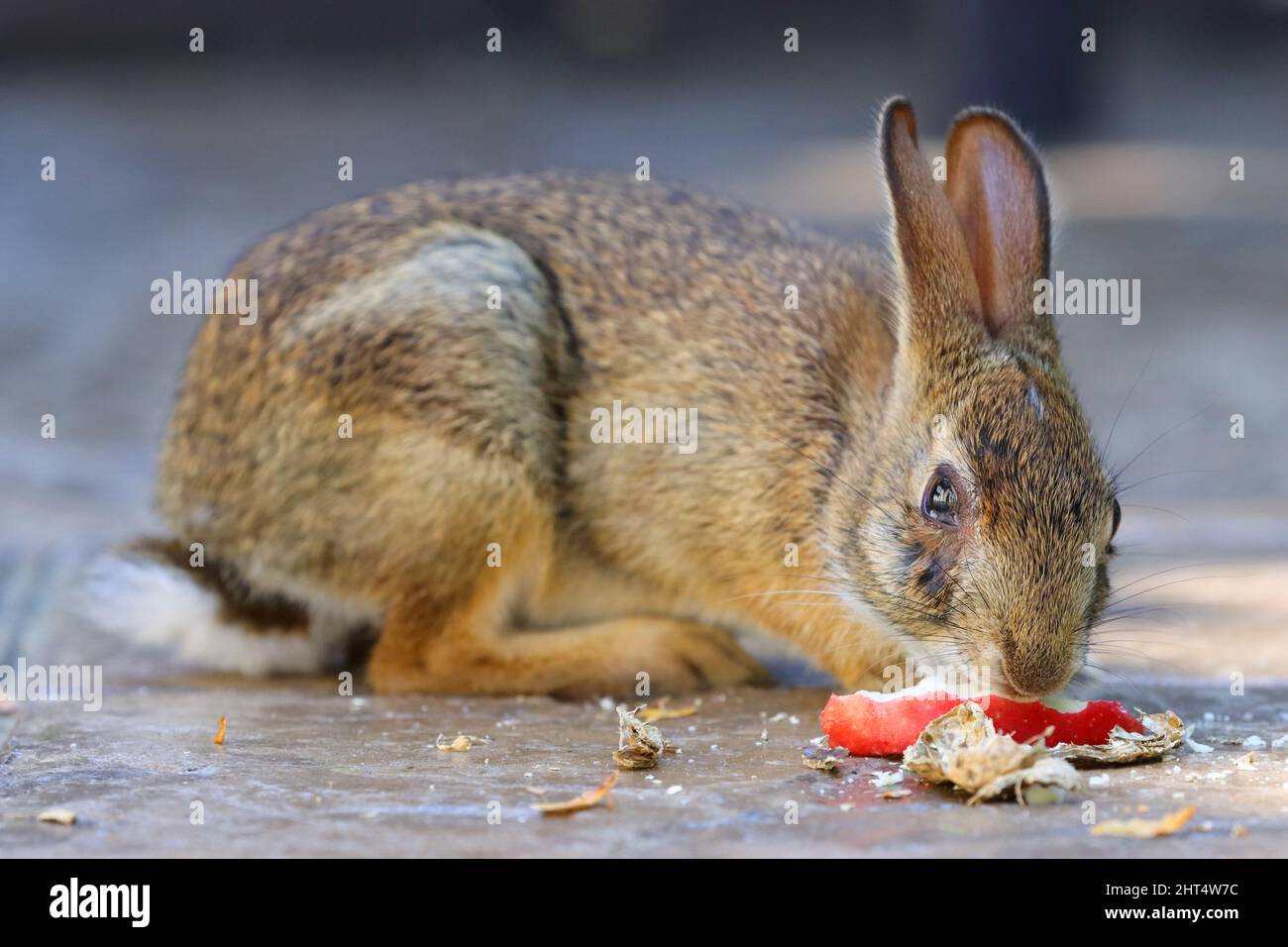 Natural view of rabbit eating apple on the ground Stock Photo Alamy