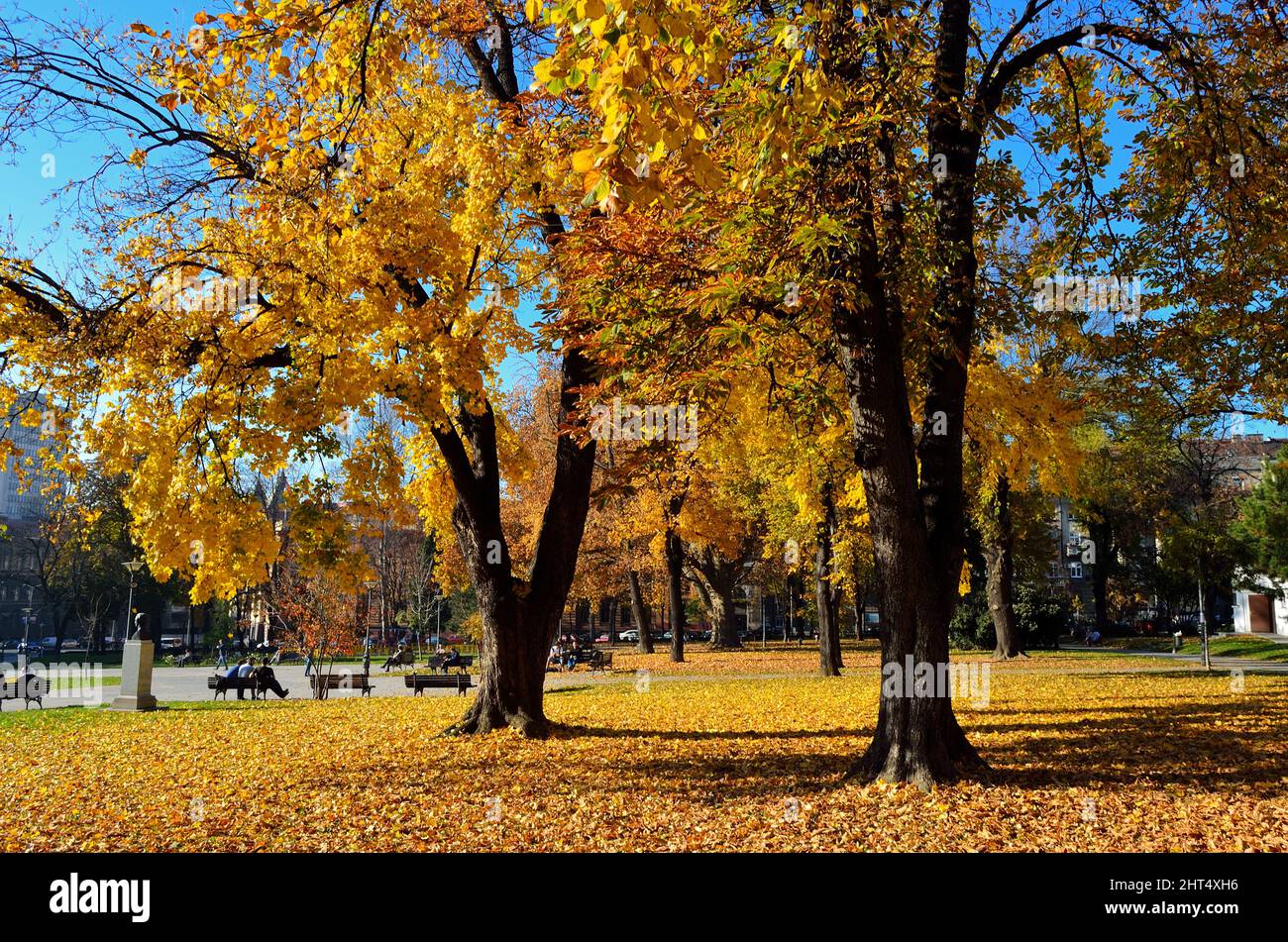 Scenic view of yellow autumn trees in the park Stock Photo - Alamy