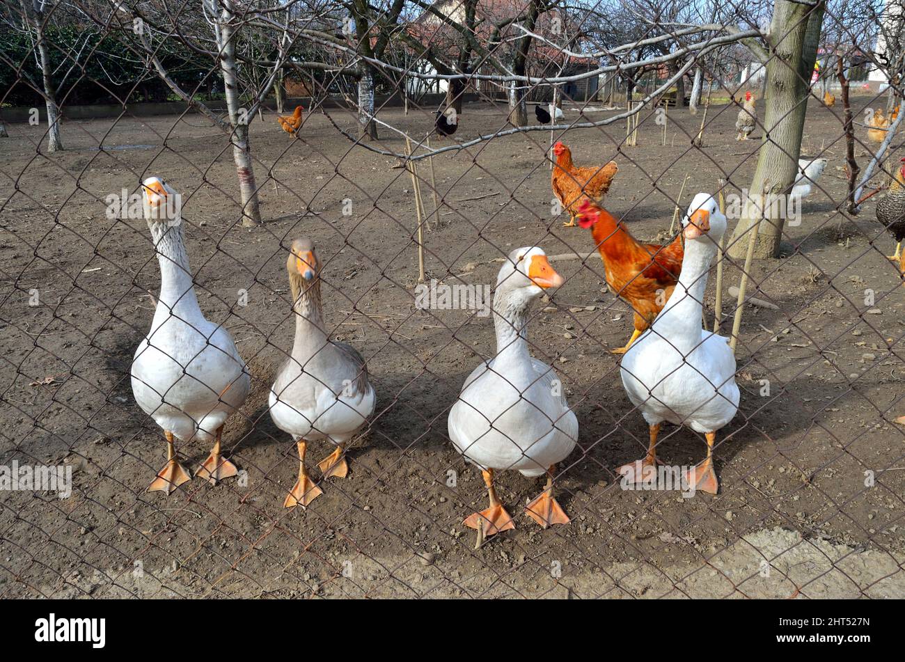Gaggle of geese with chickens seen through a barbed fence in the farm Stock Photo Alamy