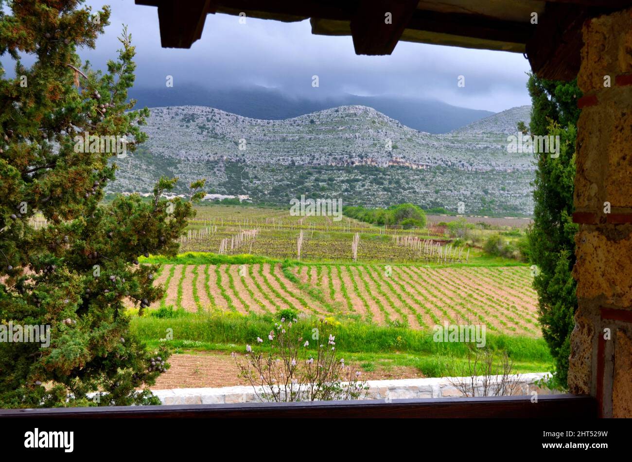 A landscape of vineyards in a row seen through a window Stock Photo - Alamy