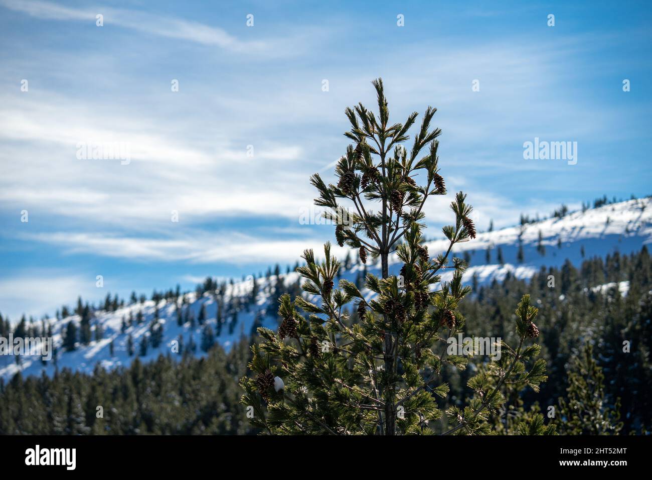 Closeup of Pinus peuce growing on hills covered in the snow under the sunlight Stock Photo