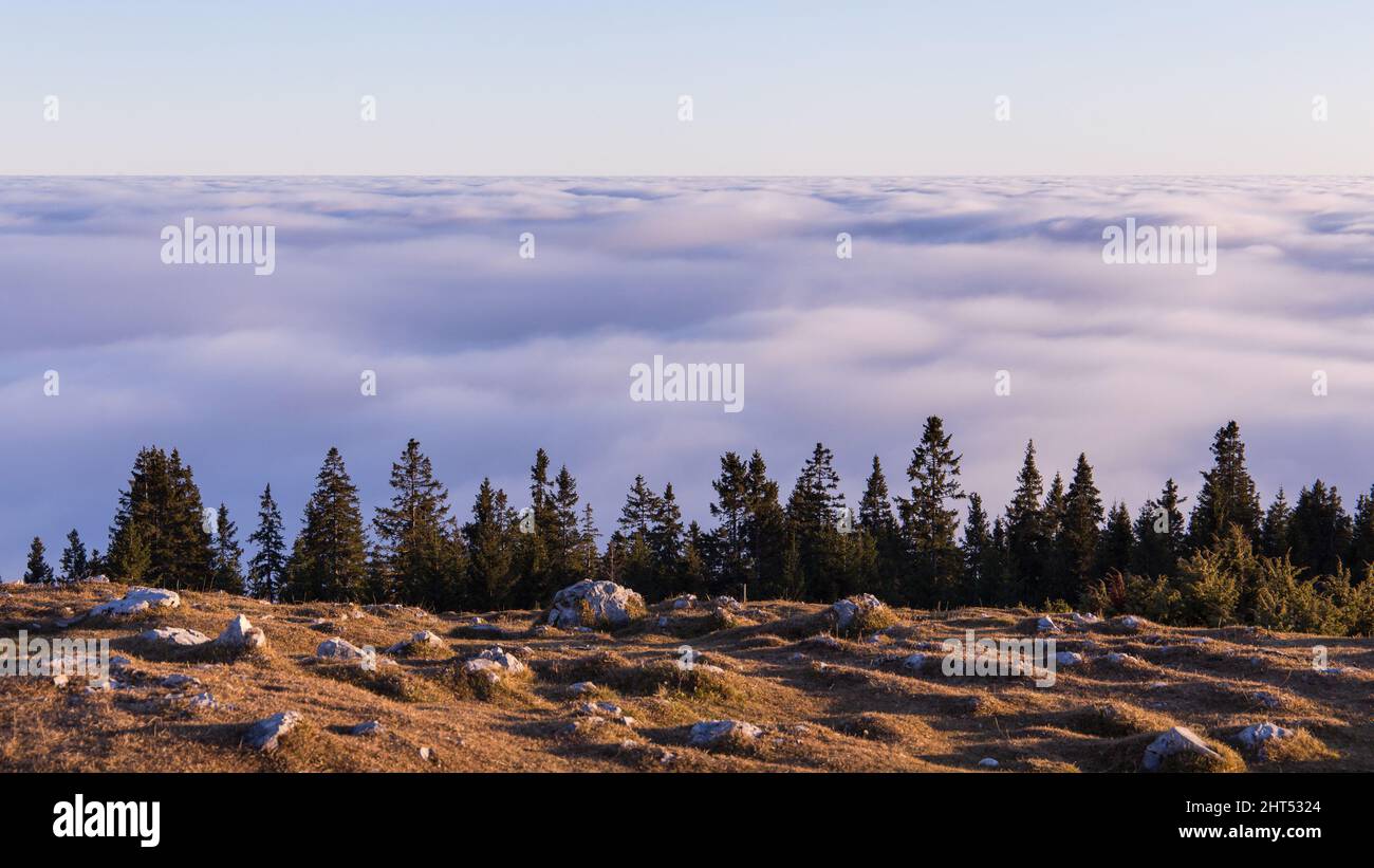 Landscape of a forest covered in the clouds on a sunny day in the countryside Stock Photo