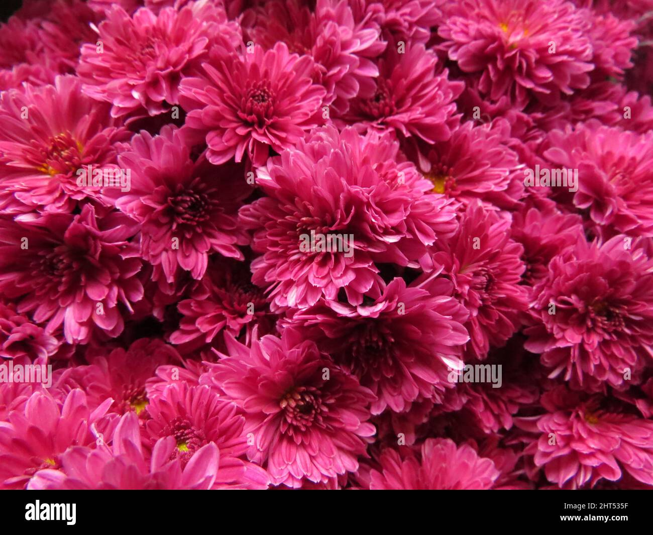 Bright pink chrysanthemum flowers hi-res stock photography and images ...