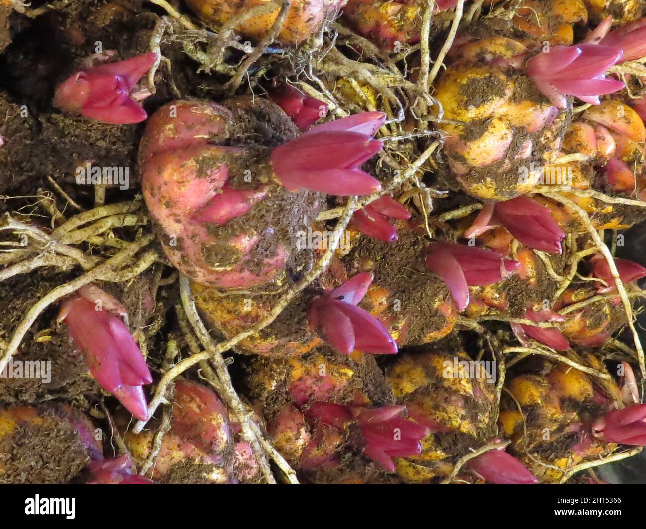 Vertical shot of lily bulbs in a garden covered in mud Stock Photo Alamy