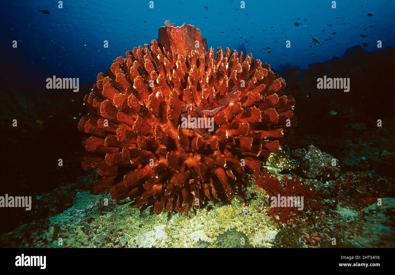 Red barrel sponge (Petrosia sp.), with encrusting sponge. Uepi, Solomon Islands Stock Photo