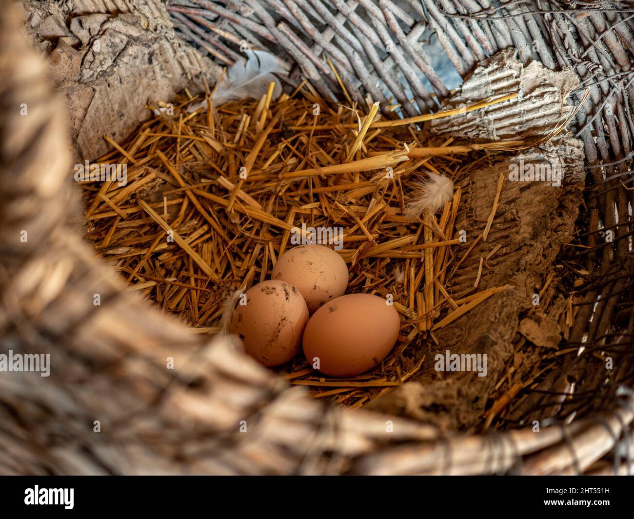 Nest with three chicken eggs Stock Photo - Alamy