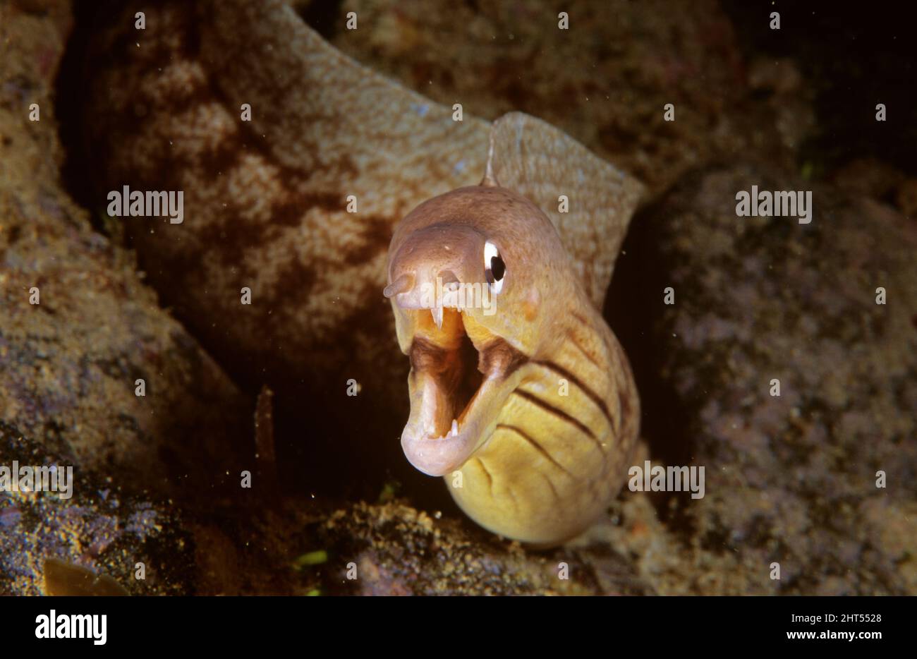 Grey moray (Gymnothorax nubilus), has an upturned mouth, seeming to be laughing. At 40 to 100 cm, the smallest NZ moray eel, with a tall back fin. Stock Photo