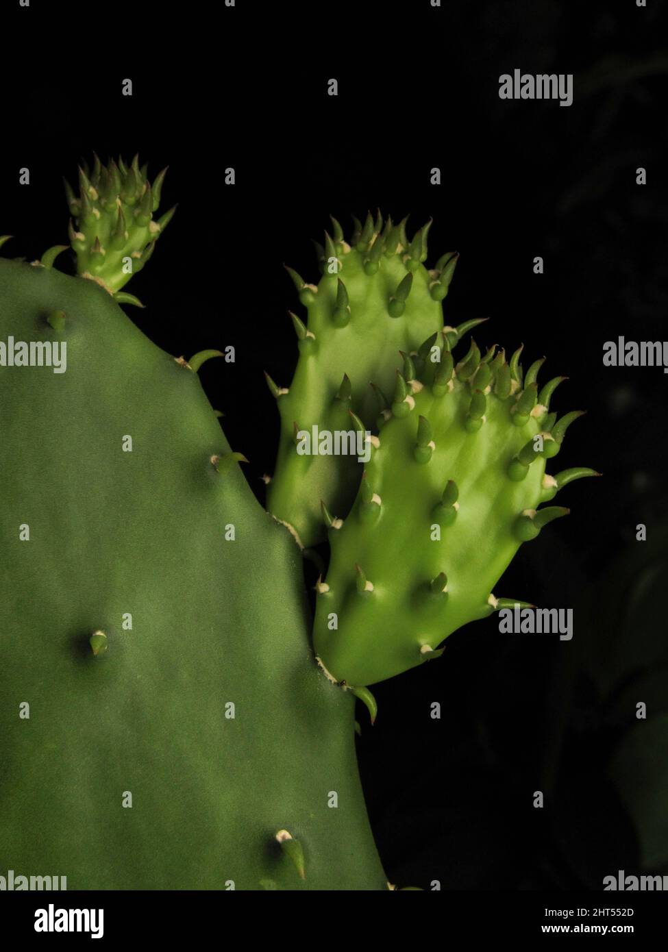 Closeup of Opuntia cochenillifera cactus isolated on a black background Stock Photo