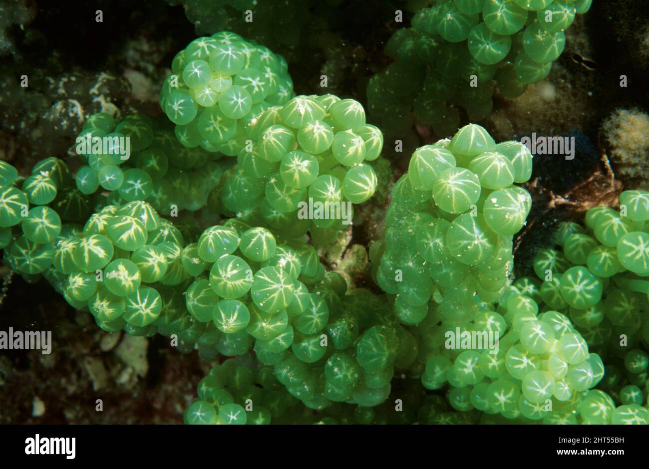 Grape weed (Caulerpa racemosa), edible green algae. Has invasive properties and has spread widely in the Mediterranean since the early 1990s. Stock Photo
