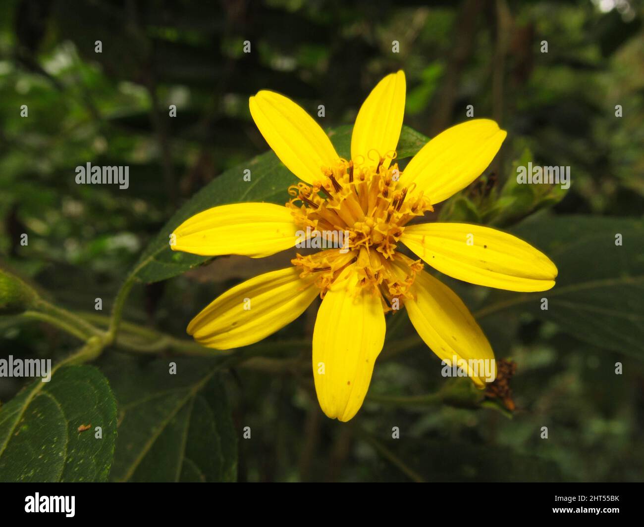 Shallow focus of a blossom yellow Aspilia flower with blurred green garden Stock Photo