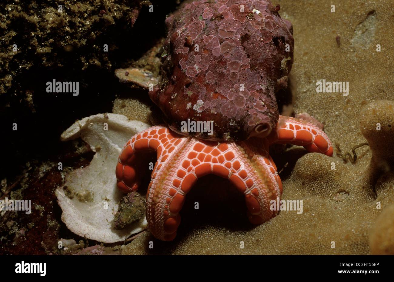 Red biscuit seastar (Pentagonaster duebeni), eating shellfish. Jervis Bay, south coast New South Wales, Australia Stock Photo