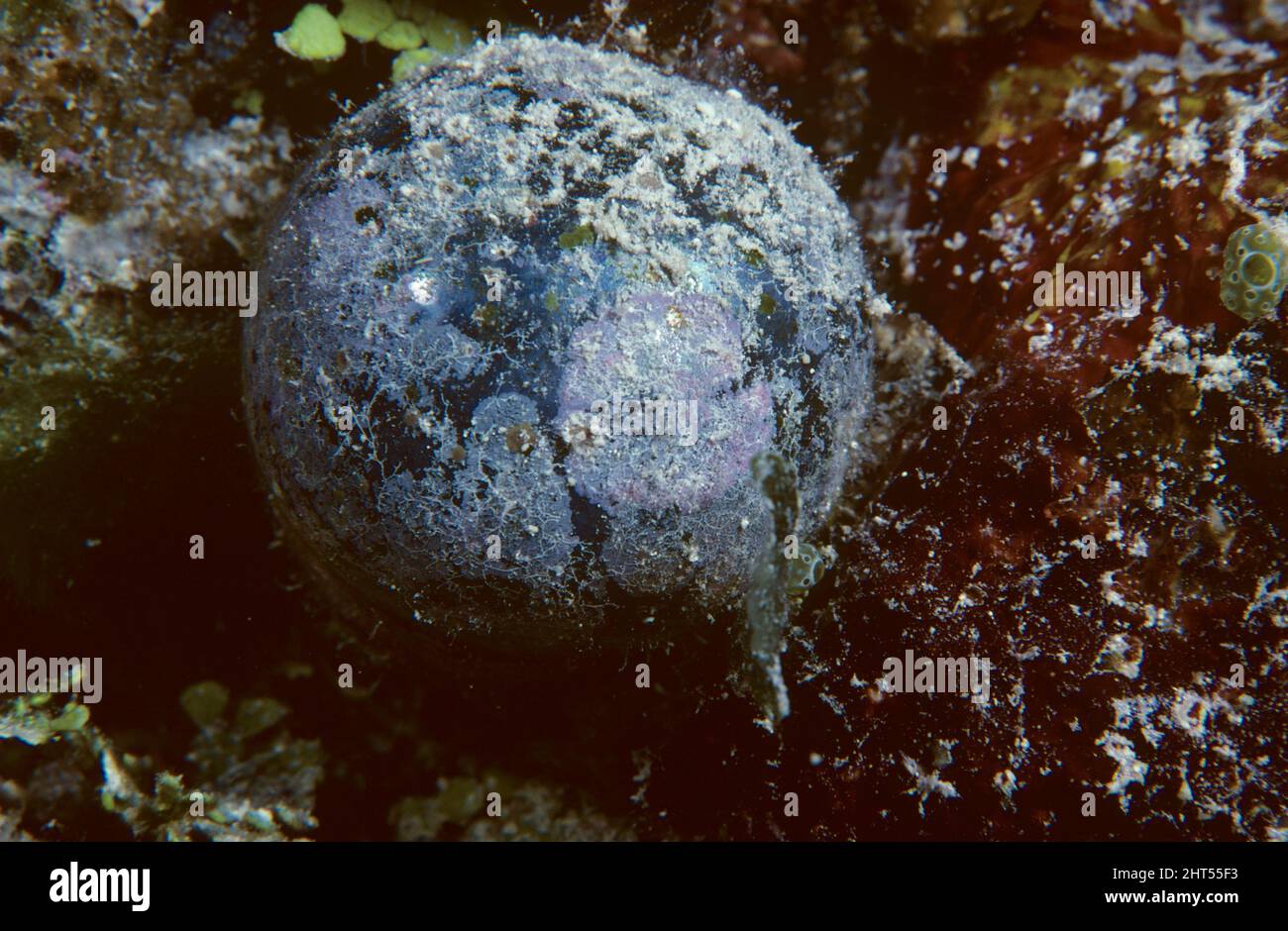 Sailor's eyeballs (Valonia ventricosa), a single-celled green algae, one of the largest, between 1 and 5 cm in diameter. Stock Photo