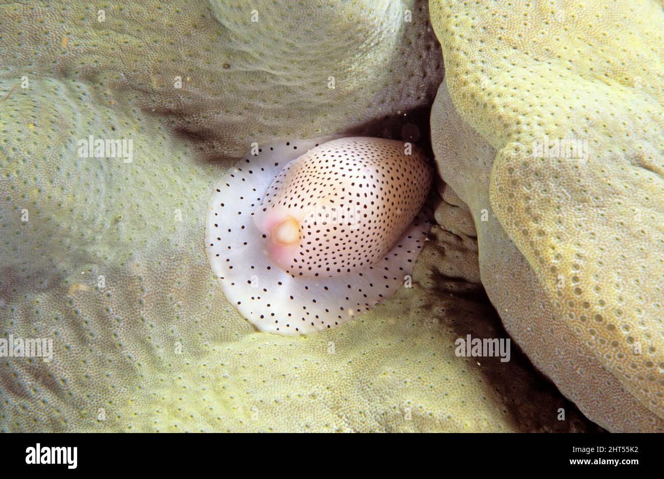 Toenail cowrie (Calpurnus verrucosus), about 3 cm long. Lives on, and feeds from, the soft coral Sarcophyton. Solitary Islands, New South Wales Stock Photo