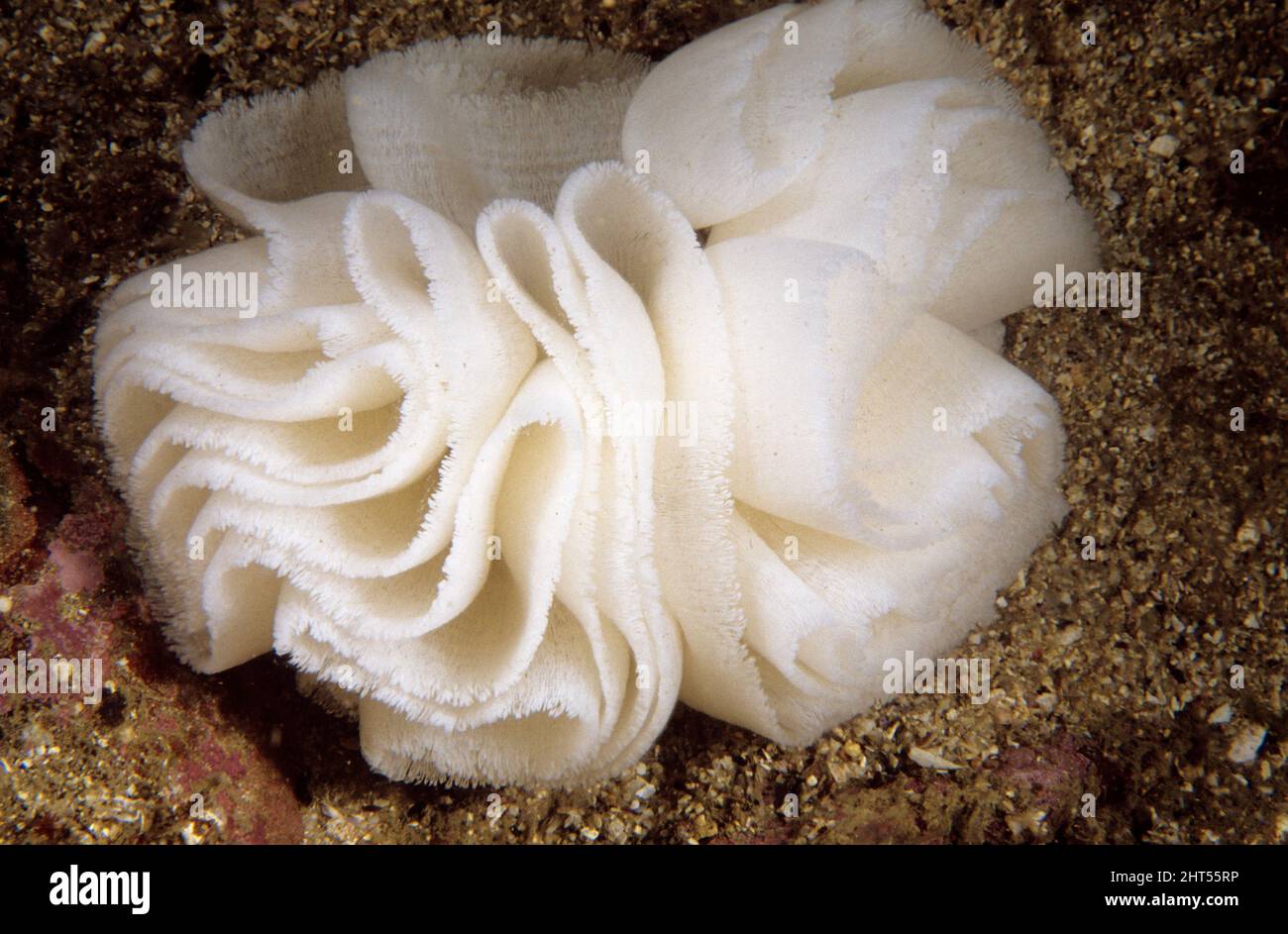 Nudibranch egg ribbons hires stock photography and images Alamy