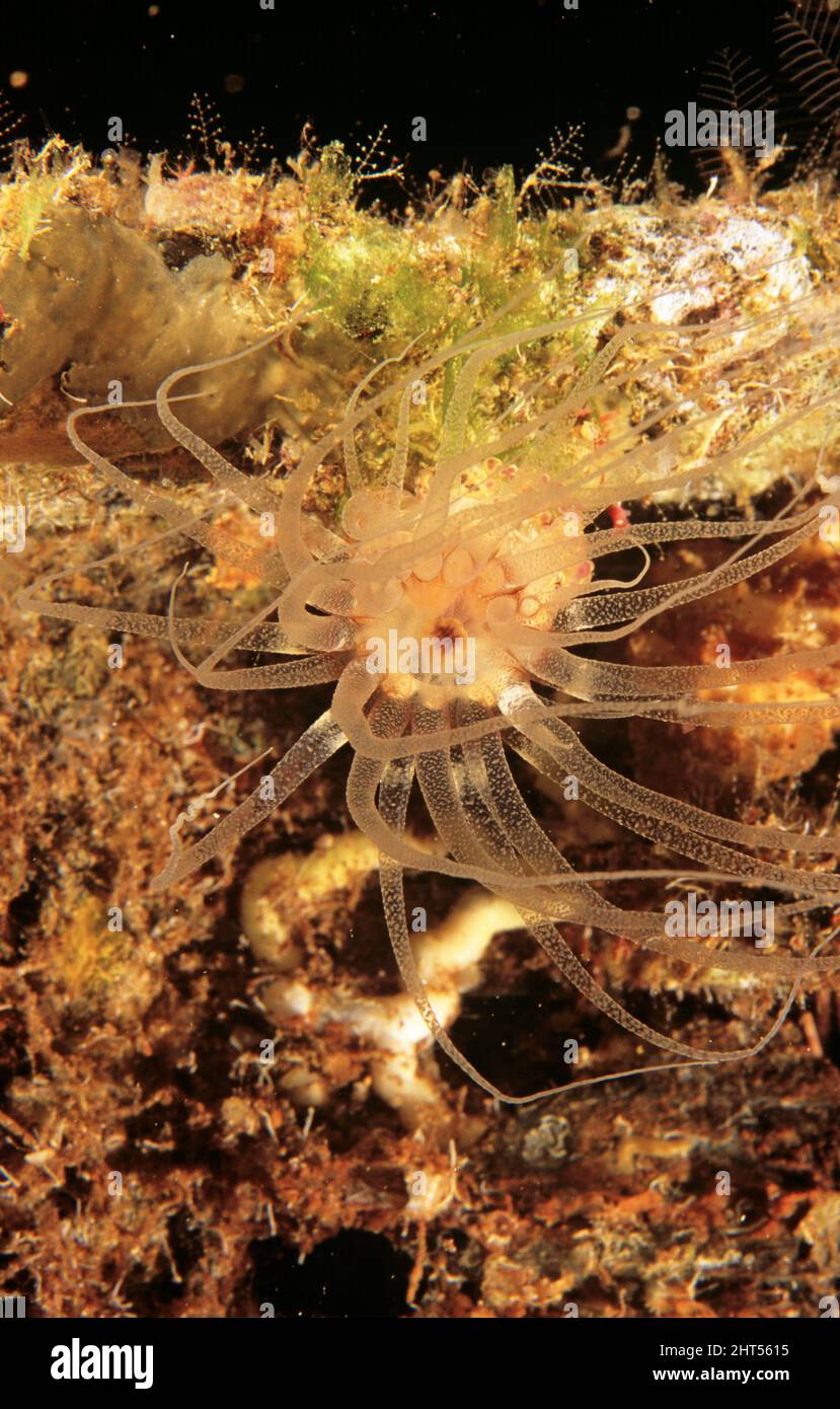 Burrowing anemone (Cerianthus sp.) has two whorls of tentacles Stock Photo