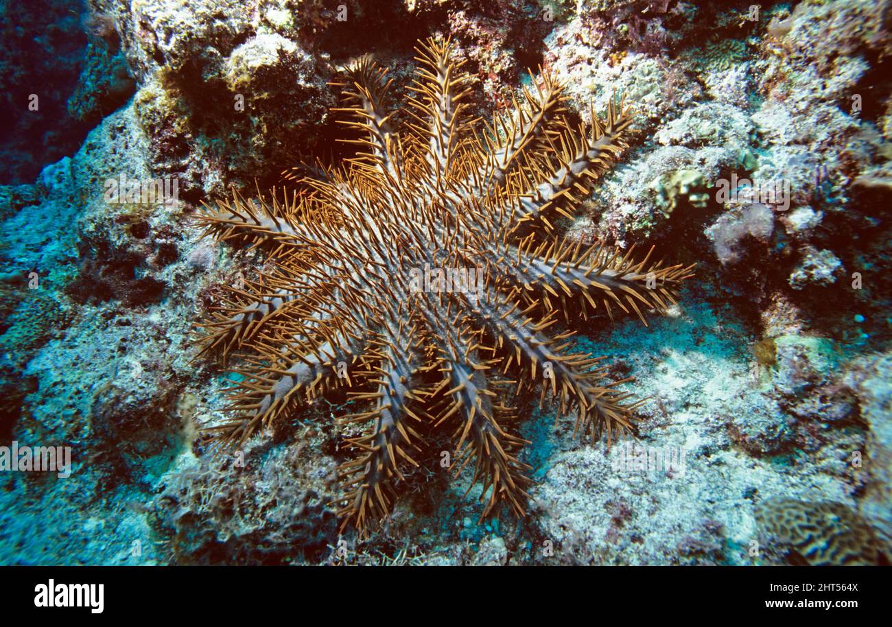 Crown-of-thorns starfish (Acanthaster planci), an invasive species. A ...