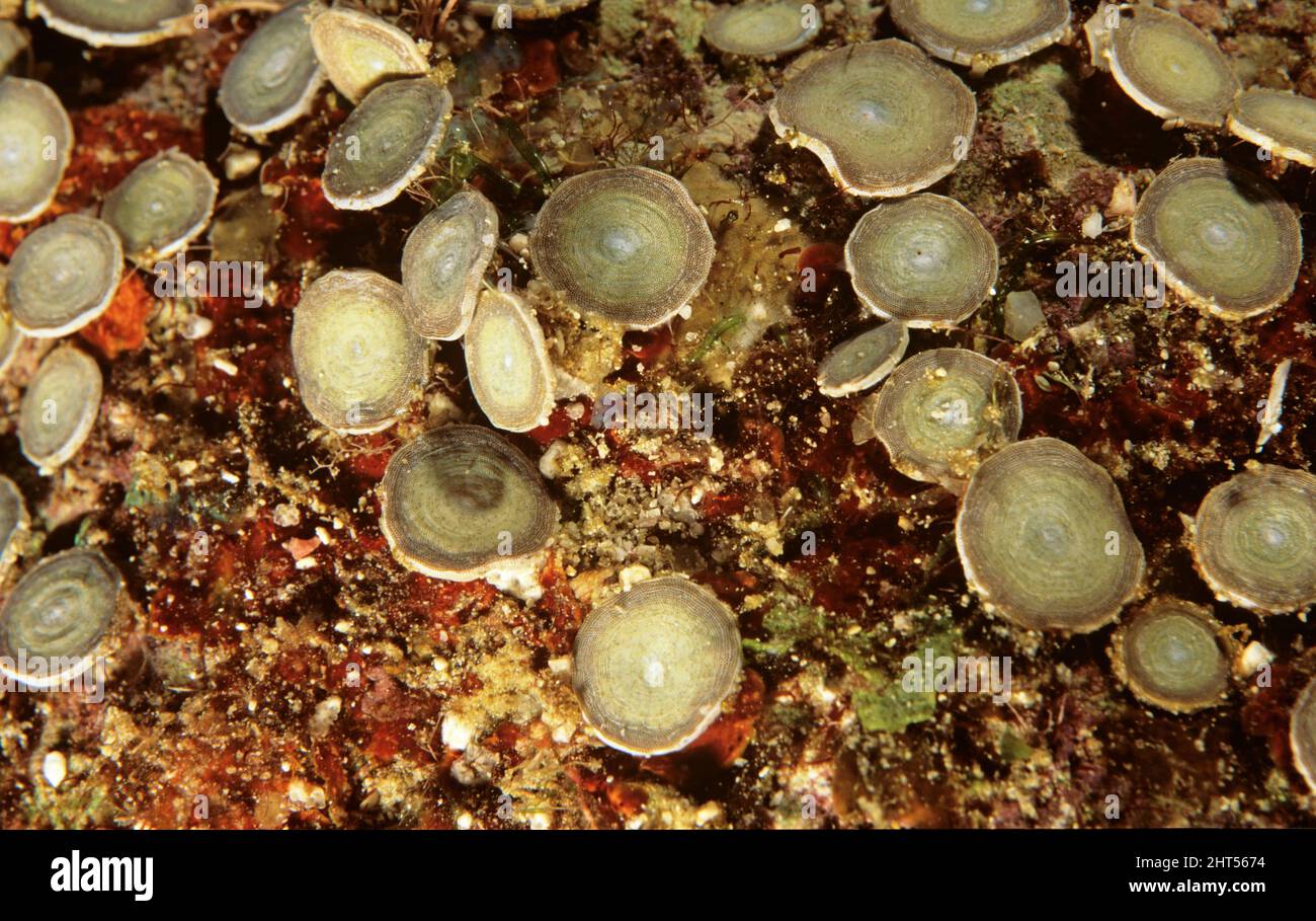 Forams (Marginopora sp.), single cell animals. Vila, Vanuatu Stock Photo