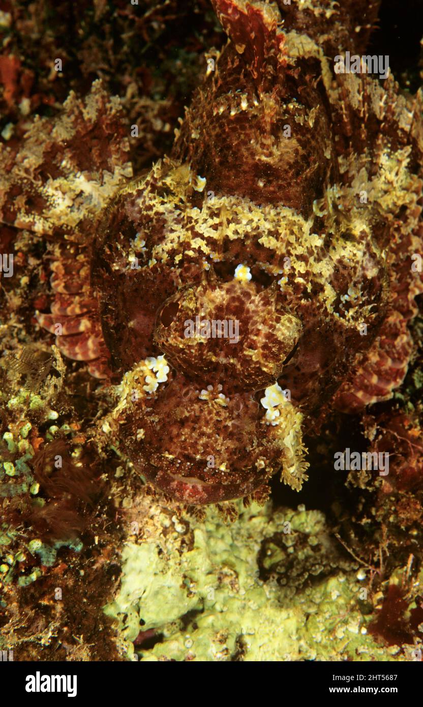 Scorpionfish (Scorpaenopsis sp.), camouflaged on reef. Vanuatu Stock Photo