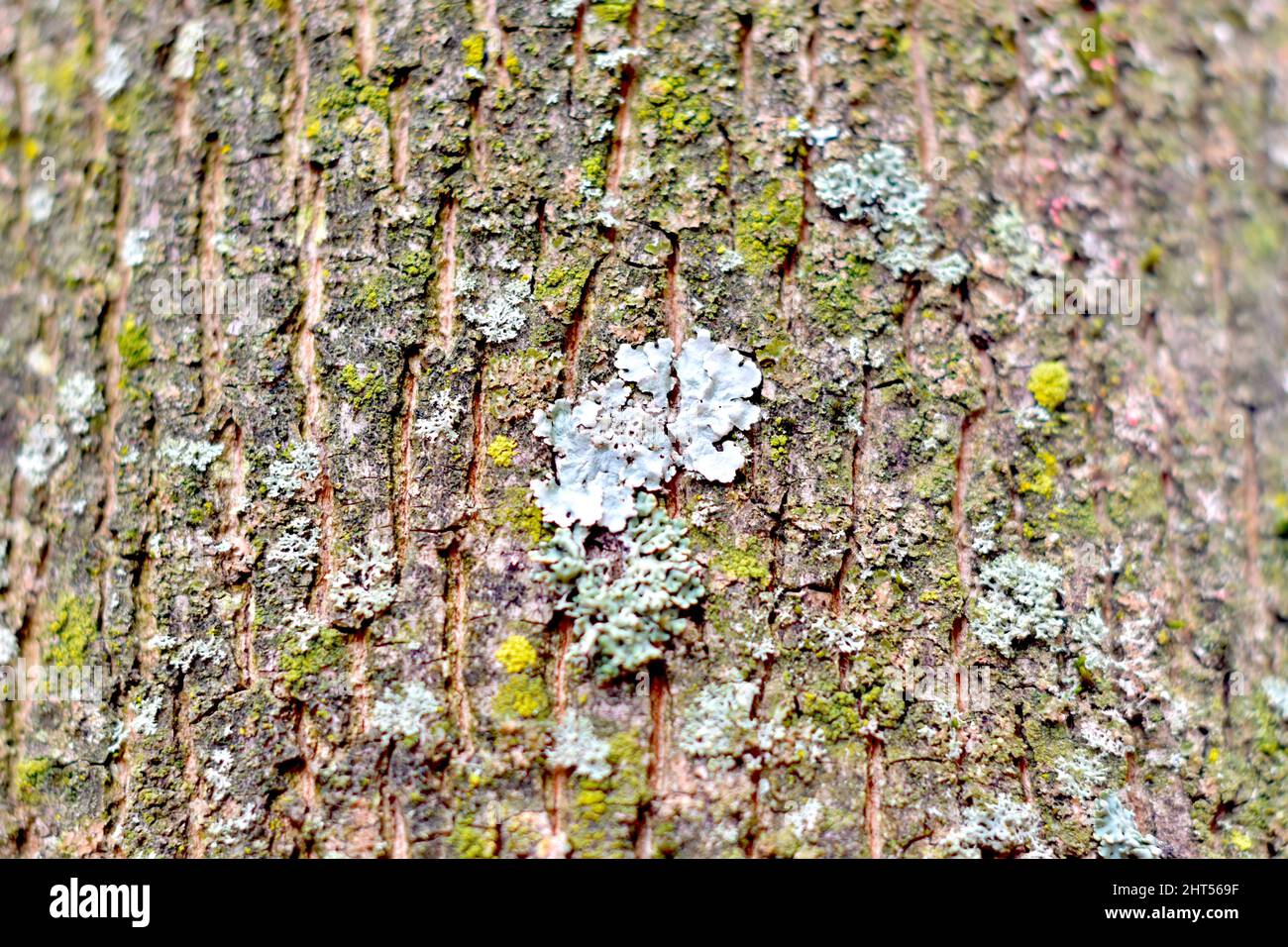 Crusty bark hi-res stock photography and images - Alamy