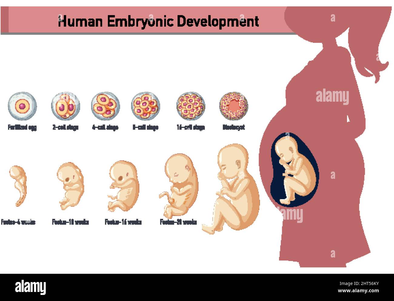 Human embryonic development in human infographic illustration Stock ... Biology Diagrams