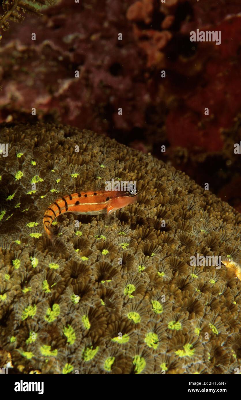 Bath’s comb-tooth blenny (Ecsenius bathi), on mound of green hard coral. Manado, Indonesia Stock Photo