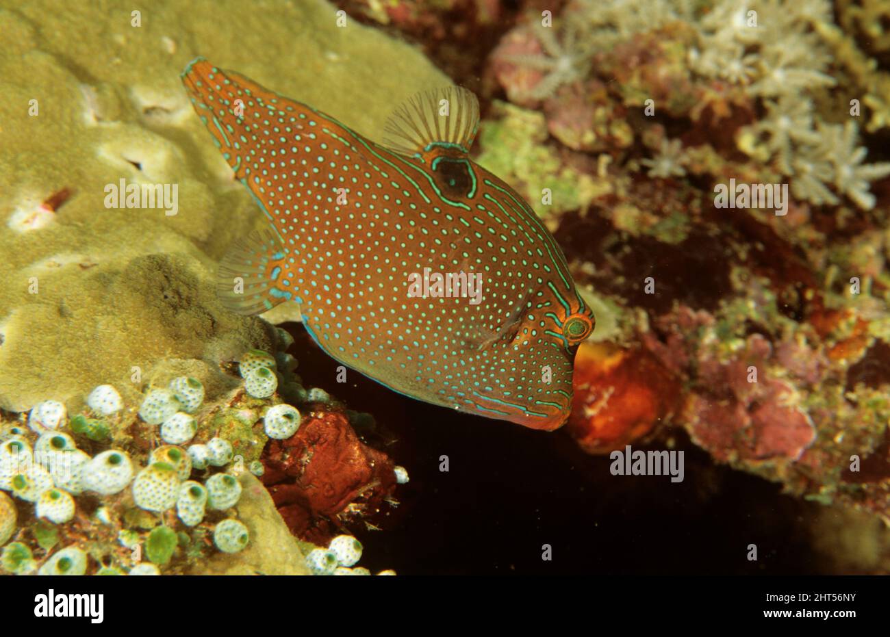 Papuan toby (Canthigaster papua). Manado, Indonesia Stock Photo